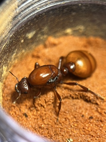 商品一覧 | Ant Museum（アントミュージアム）アリ販売専門店