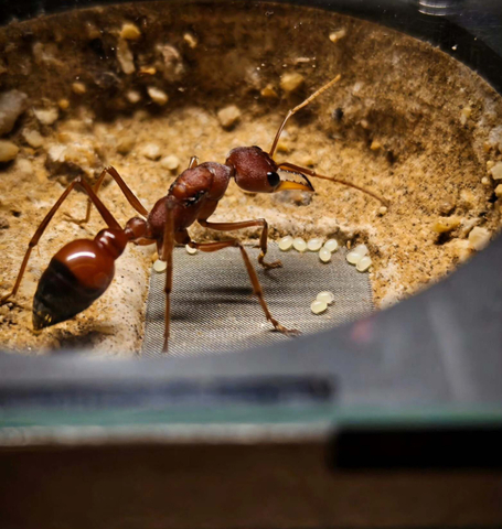 お譲りします / 蟻（バラ売り可） 商品一覧 | Ant Museum（アントミュージアム）アリ販売専門店