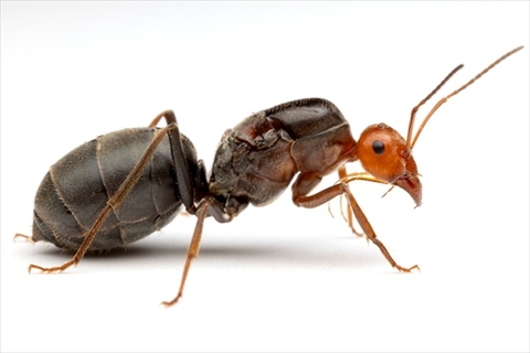 商品一覧 | Ant Room Web Shop