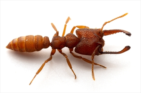アリのコロニー（外国産）の商品一覧 | Ant Room Web Shop