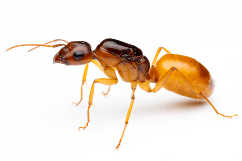 商品一覧 | Ant Room Web Shop