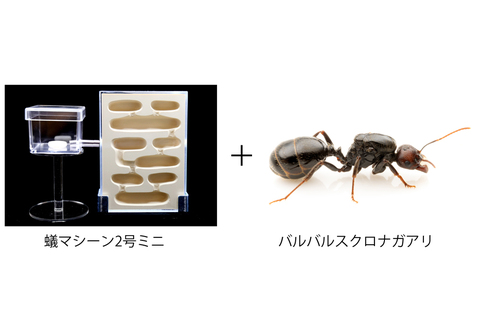 蟻マシーンの商品一覧 | Ant Room Web Shop