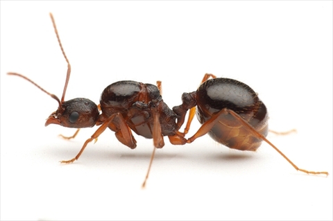 Ant Room Web Shop