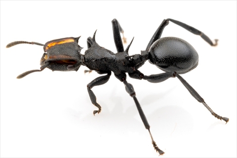 アリのコロニー（外国産）の商品一覧 | Ant Room Web Shop