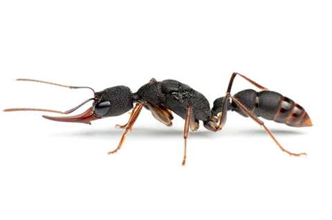 商品一覧 | Ant Room Web Shop