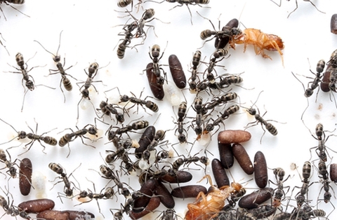 Ant Room Web Shop