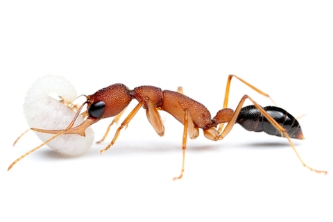 【新品未使用】蟻マシーン 7点セット 飼育用品の商品一覧 | Ant Room Web Shop
