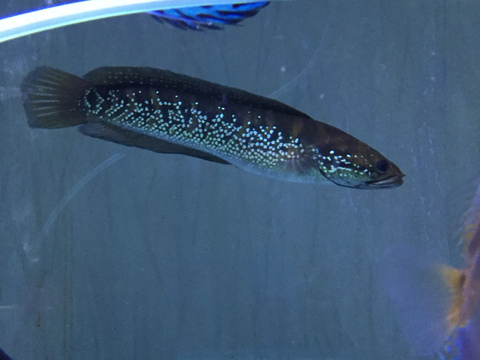 Amazon.co.jp: Owner 82919 GN-22 Ja Starfish 3.5 13KA