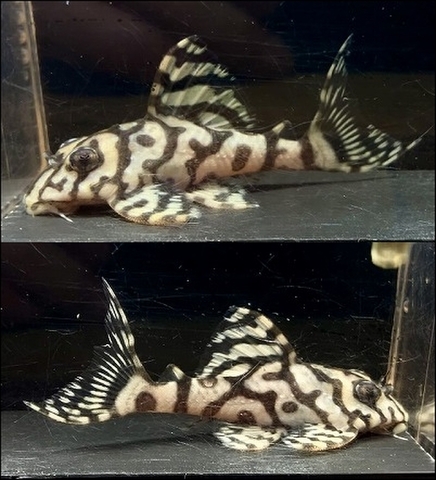 商品一覧 | インペリアルゼブラプレコの飼育小屋