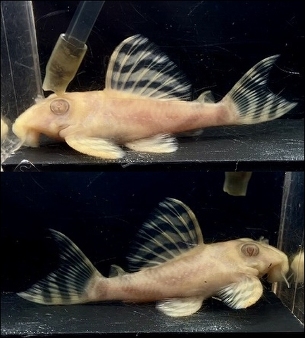 アルビノ L333の商品一覧 | インペリアルゼブラプレコの飼育小屋