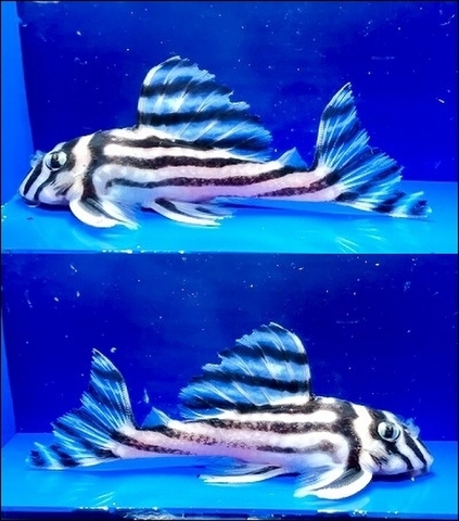 インペリアルゼブラプレコの飼育小屋