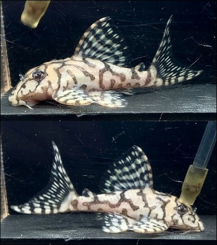 ☆23-25ミリ☆ ☆23-25ミリ☆ ２匹セット　インペリアルゼブラプレコ　 ２匹セット インペリアルゼブラプレコ