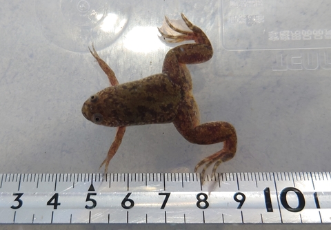 アクアスYANO 餌の通販サイト