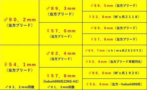 B団 special individual