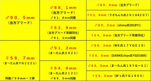 Ｂ団 special individual