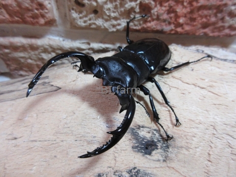 クワ品♡ カブトムシ クワガタムシ 昆虫専門店｜極