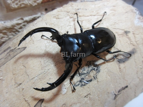 商品一覧 | BI.Farm