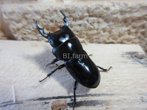 商品一覧 | BI.Farm