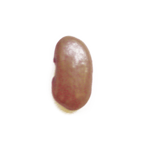 茶色いんげん