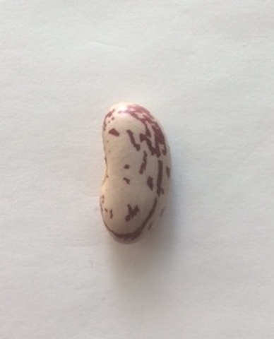 赤中長うずら（300g）