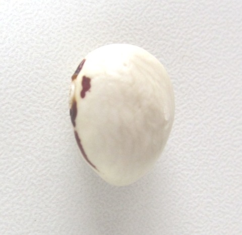 土幌いんげん（300g）