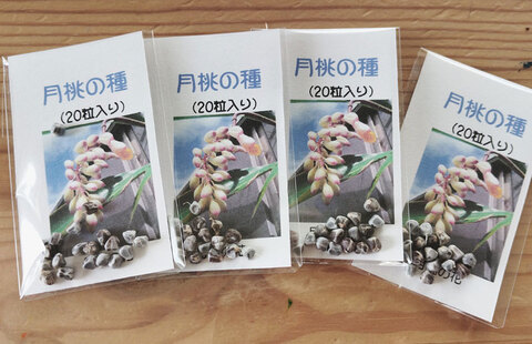 月桃（ゲットウ）の種　20粒
