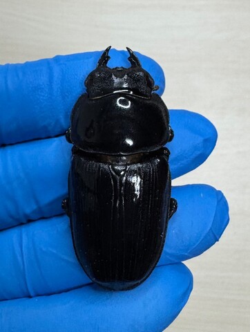 オオクワガタ 販売 通販 能勢YG 専門【bond of dorcus Luffy shop】