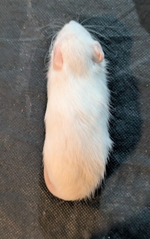 フード類の商品一覧 | エキゾチックアニマルショップ チャナ♂ねっと