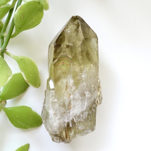 サヤカ  シトリン クラスター サヤカ シトリン クラスター シトリンクラスター | Wisteria