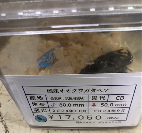 ☆ 福袋 ☆の商品一覧 | 世界の昆虫ショップ ディナスティス