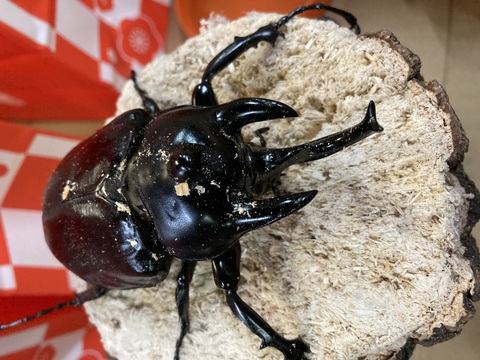 ☆ 福袋 ☆の商品一覧 | 世界の昆虫ショップ ディナスティス