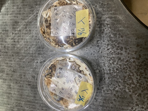 商品一覧 | 世界の昆虫ショップ ディナスティス