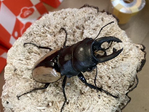 外国産クワガタカブトムシ成虫幼虫福袋 ☆ 福袋 ☆の商品一覧 | 世界の昆虫ショップ ディナスティス