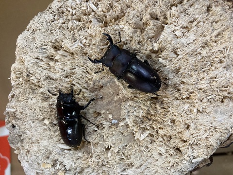 ☆ 福袋 ☆の商品一覧 | 世界の昆虫ショップ ディナスティス