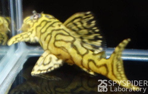 No.7: オリノコリアルメガクラウンプレコ 6.0cm