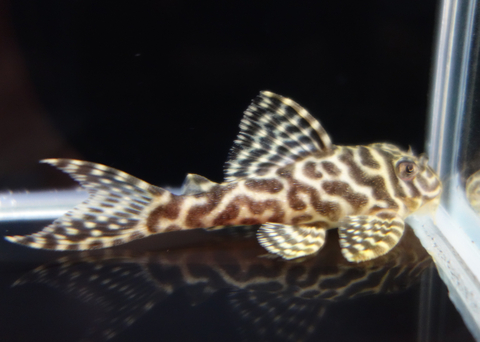 No.34: スパイダーWeb3.0血統 8.0cm