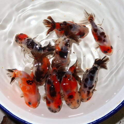 金魚の商品一覧 | フルタニ金魚倶楽部