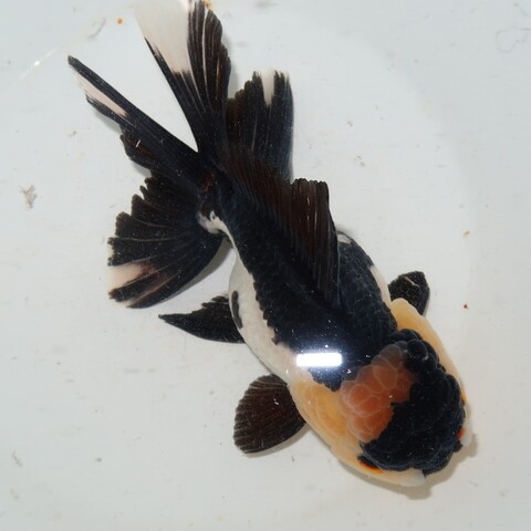 金魚の商品一覧 | フルタニ金魚倶楽部