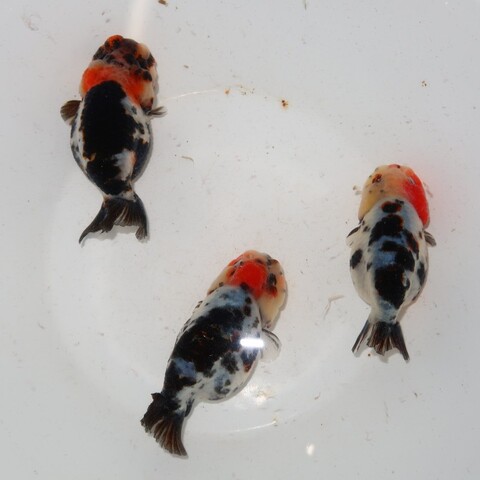 商品一覧 | フルタニ金魚倶楽部