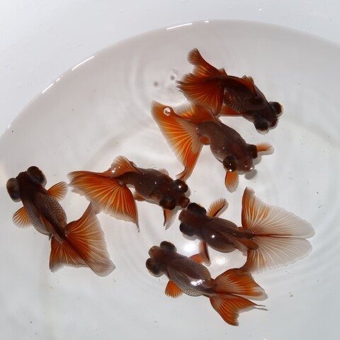 花木魚【35個まとめ】 フルタニ金魚倶楽部
