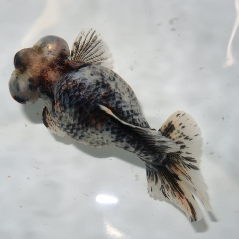 きんぎょページ 商品一覧 | フルタニ金魚倶楽部