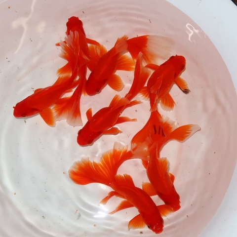 フルタニ金魚倶楽部