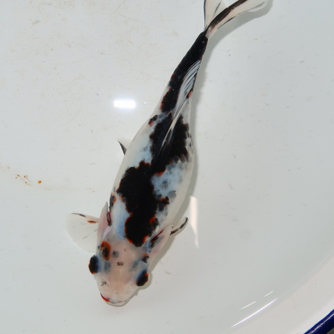 金魚の商品一覧 | フルタニ金魚倶楽部