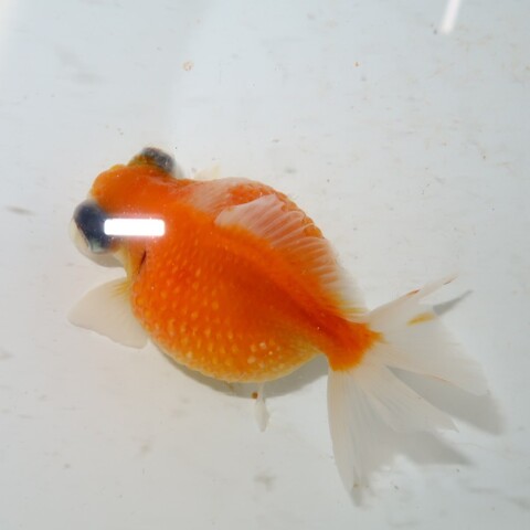 フルタニ金魚倶楽部