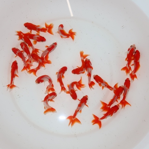 フルタニ金魚倶楽部