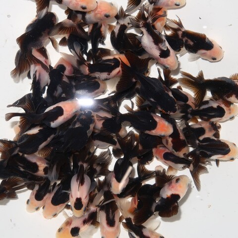 フルタニ金魚倶楽部