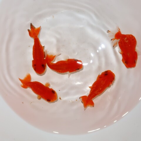 フルタニ金魚倶楽部