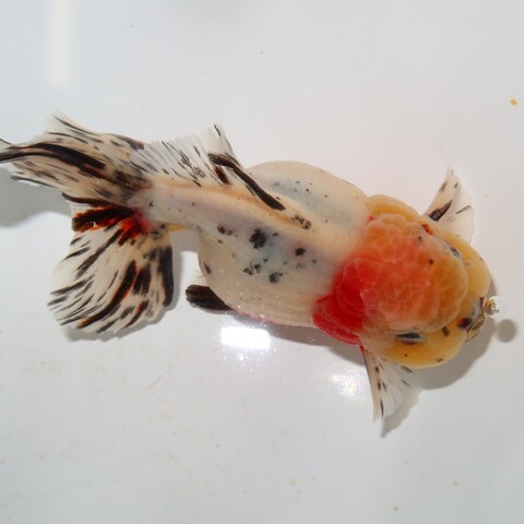 フルタニ金魚倶楽部