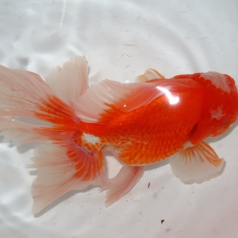 商品一覧 | フルタニ金魚倶楽部