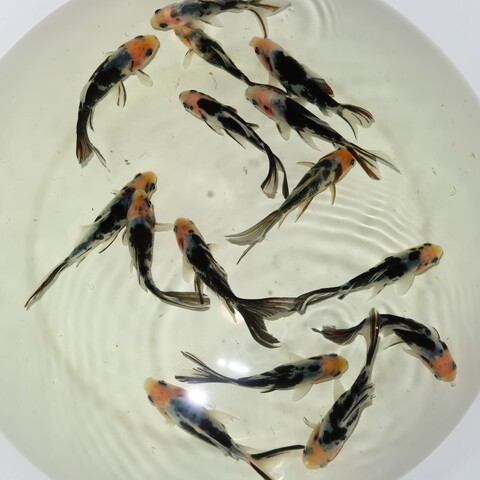 フルタニ金魚倶楽部